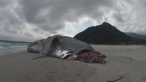 proof of megalodon existence.
